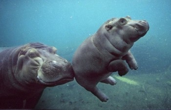 Boop.