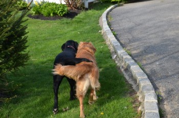 How Dogs Hold Hands