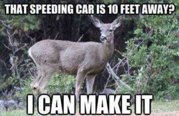 Deer Logic