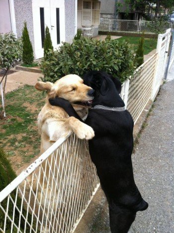 Dog Hug