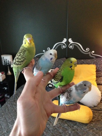 Bird Perch