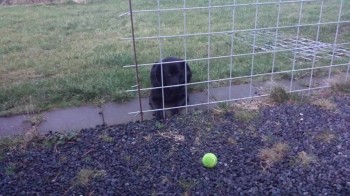 Dog Not Be Smart