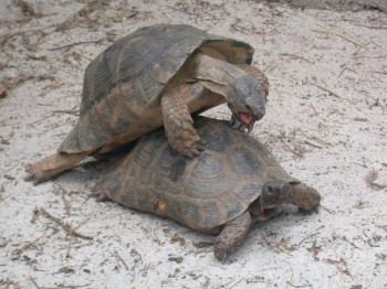 Turtle Sex