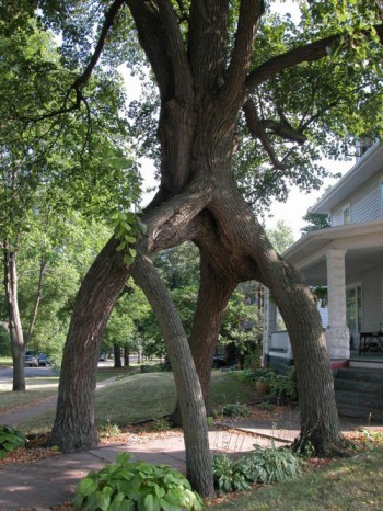Tree Shaping
