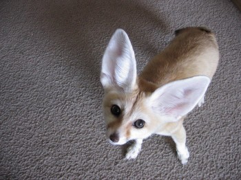 Fennec Fox