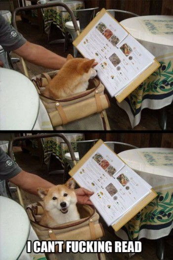 Dog