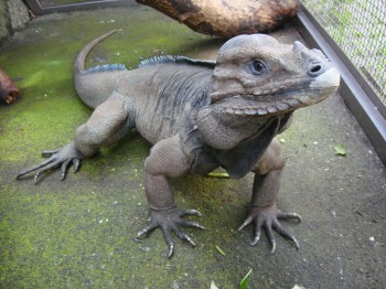 Rhinoceros Iguana