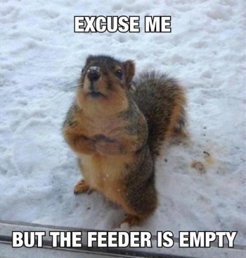 Squirrels