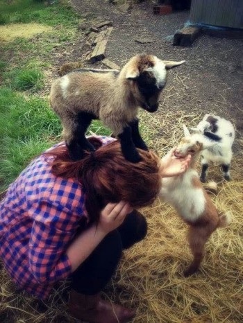 Baby Goats