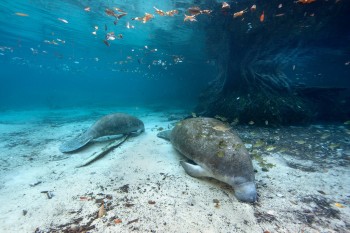 West Indian Manatees