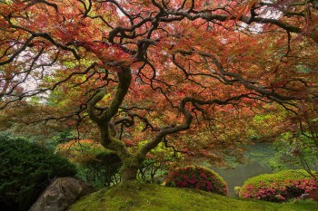 Portland's Japanese Maple