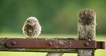 Hobbit Owl