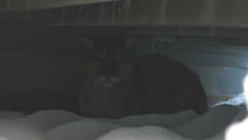There's A Cougar Under My Deck