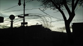 Birds Trails - Long-Exposure