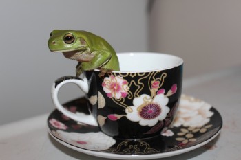 Frog In A tea Cup