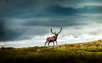 Reindeer