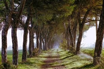 Tree-Lined Country