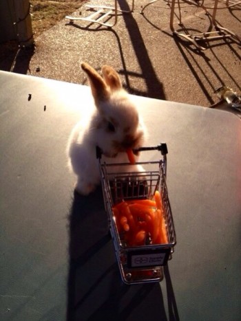 Bunny Going Carrot Shopping