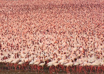 A Few Flamingos