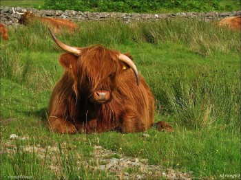 Asymmetrical Horns