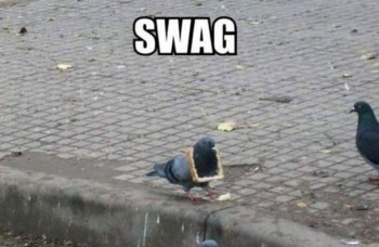 Pigeon's Got Game