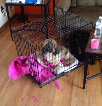 Tricky Dog