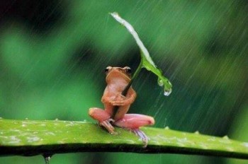 Froggy Umbrella