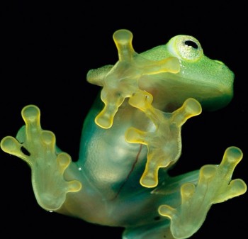 Frog Closeup