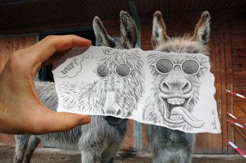 Donkeys