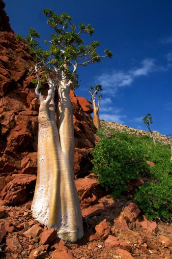 Cucumber Tree