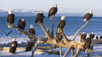 Flock of Bald Eagles