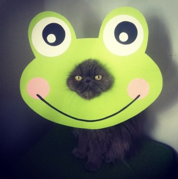 Frog-cat is not amused