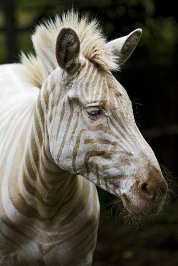 Zoe the Zebra
