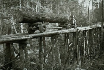Old Logging Road In Washington State