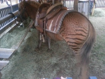 Zonkey