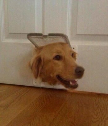 When did you shrink the door?