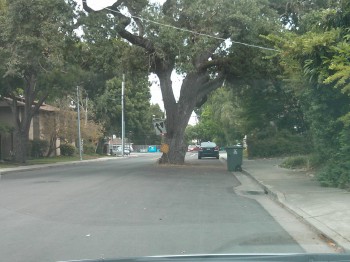 Tree In The Middle of the Road