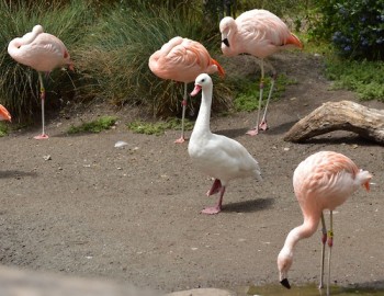 Silly Goose