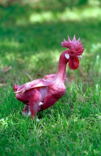 Featherless Rooster