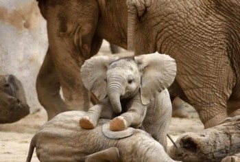 Baby Elephant