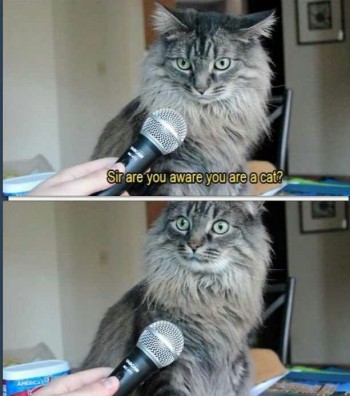 Sir are you aware you are a cat?