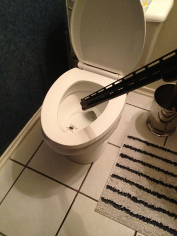 How to deal with a spider