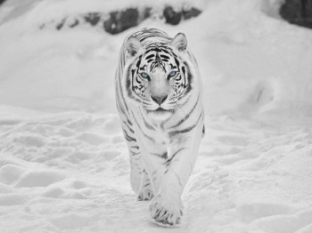 Siberian Snow Tiger