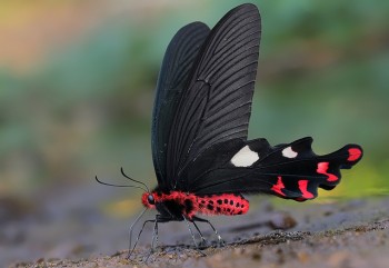 Great Windmill Butterfly