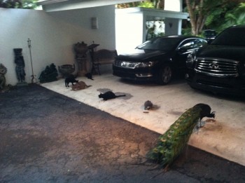 This all started with me giving a stray cat some turkey...