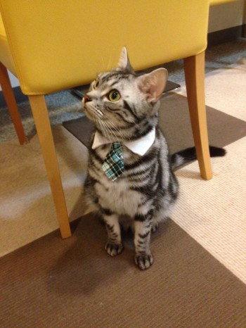 Classy Gentleman