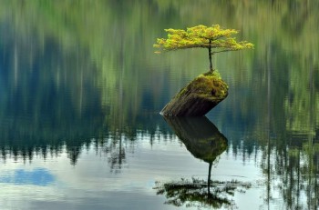 Rock Tree