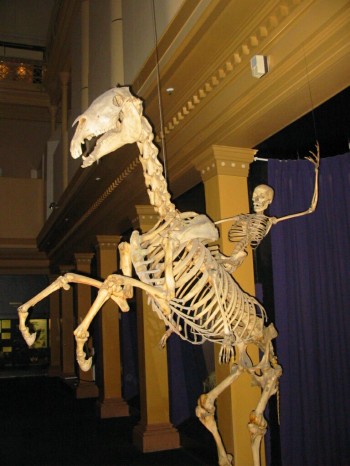 A Human Skeleton Riding A Horse Skeleton