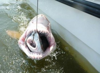 I Heard You Like Sharks