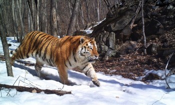 Siberian Tiger